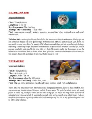 THE BALLOON FISH
Importantstatistics:
Class: Tetraodontidae
Length: up to 90 cm
Breeding season: March - May
Average life expectancy – five years
Food - consumes generally corals, sponges, sea urchins, other echinoderms and small
crustaceans.
The Balloon fish is a carnivore given this name due to the fact that, in moments of disturb, it swallows water, inflating up to two
in its normal size. There are over 1oo of species living in the Atlantic, Indian and Pacific oceans. In ancient Egypt, this life was
used as a ball in various games. Moon Fish(a varietyoffish balloon) contains a deadlyvenom in itsorgans, but despite the danger
of poisoning, it is a delicacy in Japan. This defense is vital because of its specific mode of movement. It has large eyes, closed in
color, and is marked by white rings. The skin of the fish is very elastic. The mouth is small in size. His swimmers are low. The
balloon fish is also called the Month, or the star balloon. Some species have leather covered with spikes to defend themselves
from predators. Balloon fish can blink and close its eyes, which is unusual for a fish.
THE SEAHORSE
Importantstatistics:
Family: Syngnathidae
Class: Actinopterygii
Length: 1.5 cm – 35 cm
Breeding season: after the full moon
Average life expectancy – one-five years
Food- the sea horse consumes mainly saltwater shrimp, small fish and plankton.
The sea horse lives in the shallow waters of tropical coasts and in temperate climate zones. Due to the shape of the body, it is a
weak swimmer and often die exhausted if they are caught in the storm waters. This species has a body covered with horned
plaques. Its head is long, looking like a horse. The Sea Horse has big eyes. The body of this living creature is covered with
rectangular horns. It has a curved tail. He has no teeth or stomach, but in turn has pectoral, dorsal and tail flippers. Food goes
through the digestive system very quickly, so it has tofeed itself constantly to stay alive. It is the only species on theground where
the embryo carrier is the male.
 