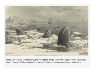 In	
  the	
  19th	
  century	
  San	
  Francisco,	
  the	
  yard	
  of	
  the	
  Paciﬁc	
  Steam	
  Whaling	
  Co.	
  brims	
  with	
  whale	
  
bone.	
  The	
  use	
  of	
  baleen	
  products	
  in	
  women’s	
  fashion	
  prolonged	
  the	
  life	
  of	
  the	
  industry.	
  	
  
 