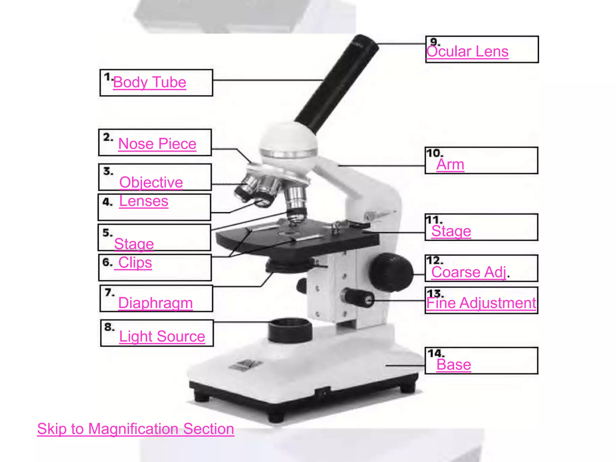 Ocular Lens

           Body Tube



           Nose Piece
                                 Arm
            Objective
            Lenses
                                Stage
           Stage
           Clips
                                Coarse Adj.

           Diaphragm            Fine Adjustment

            Light Source
                                 Base



Skip to Magnification Section
 