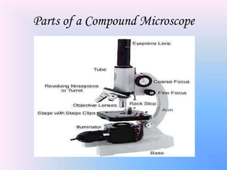 Parts of a Compound Microscope
 