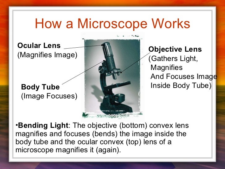 how to use a microscope pdf