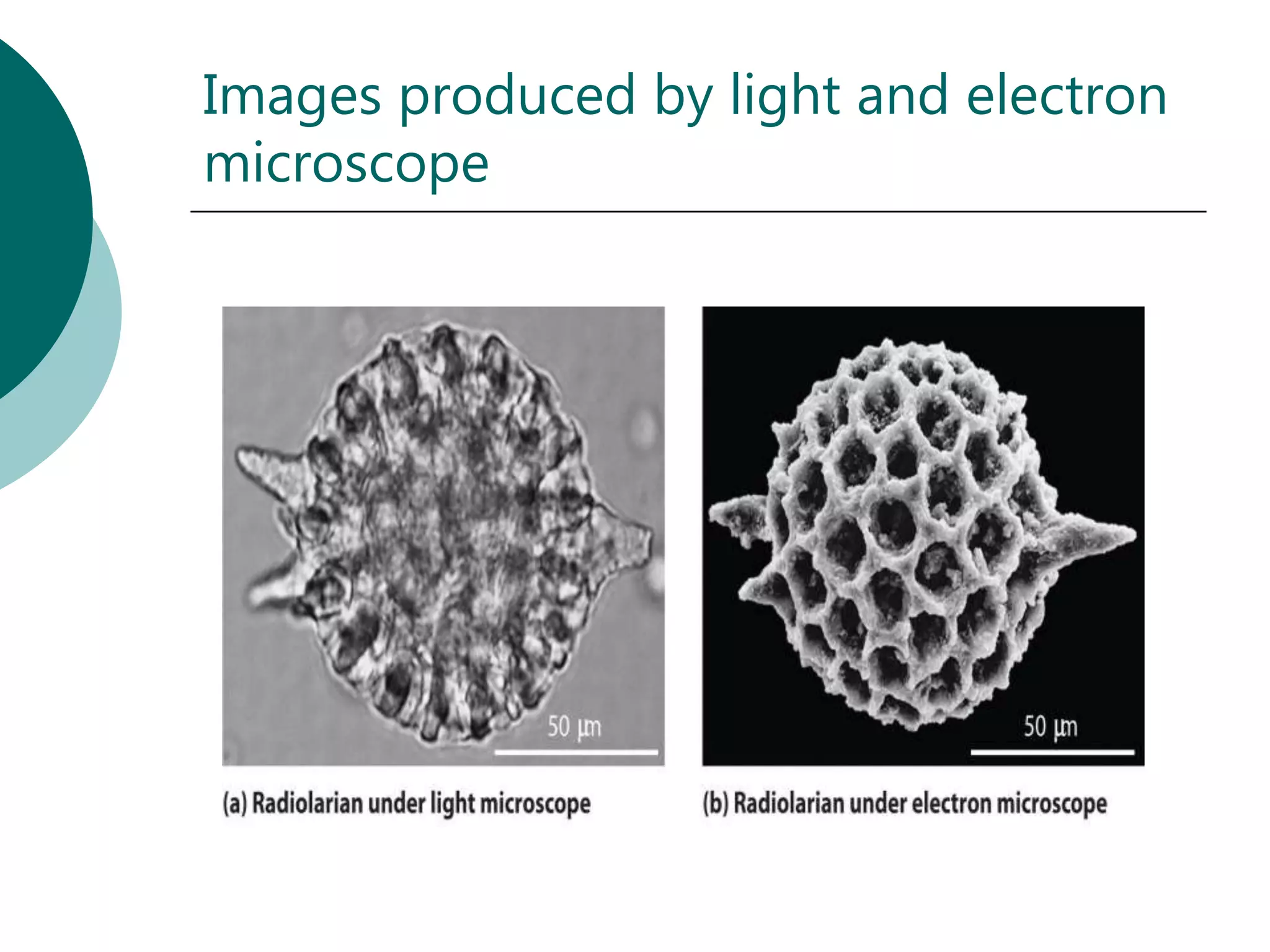 Images produced by light and electron
microscope
 