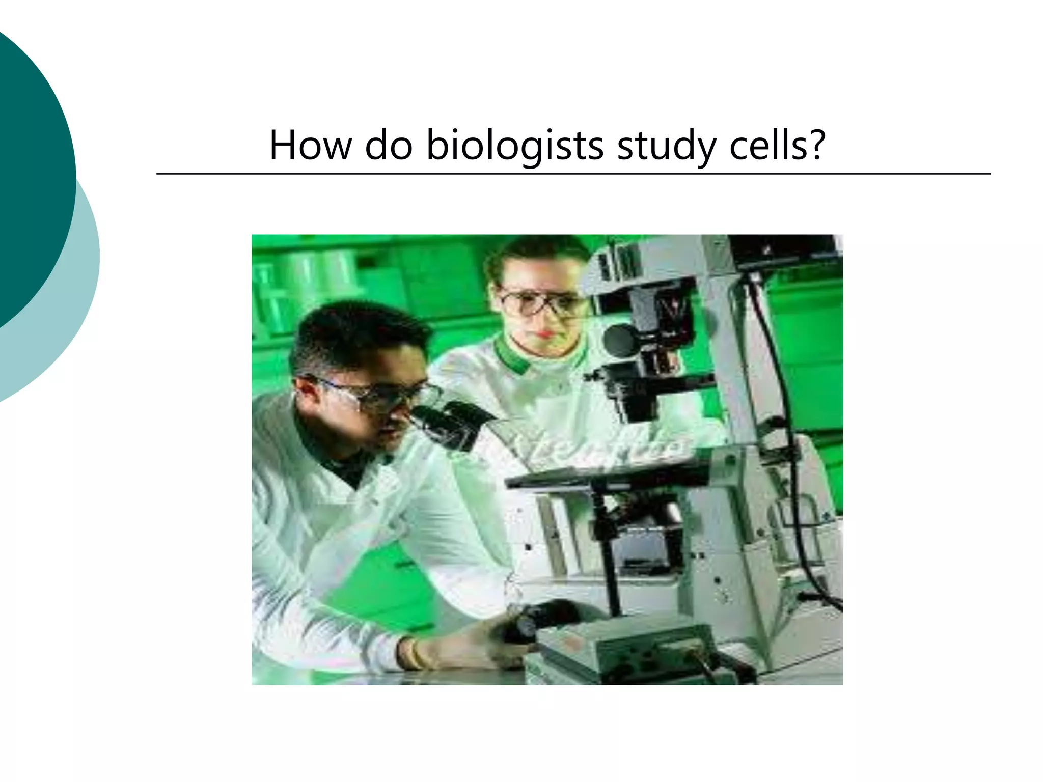 How do biologists study cells?
 