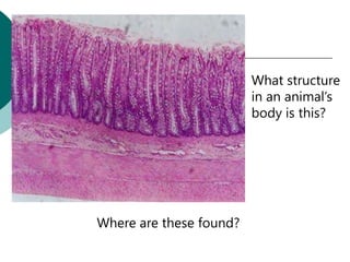 What structure
                         in an animal’s
                         body is this?




Where are these found?
 