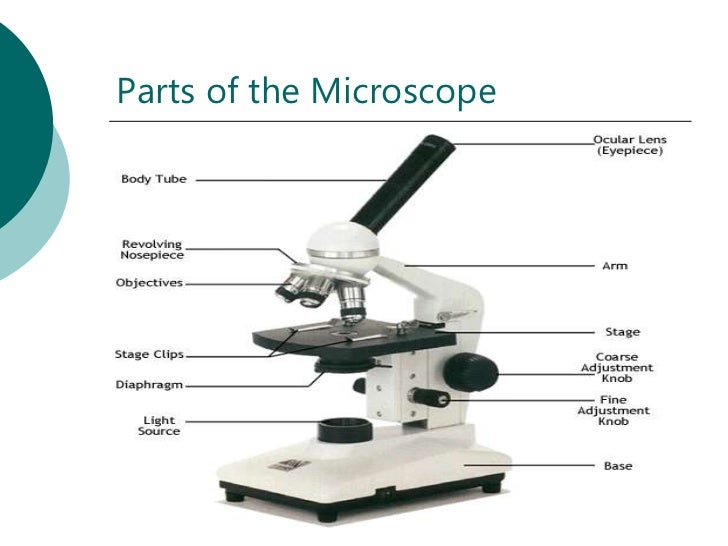 The Microscope