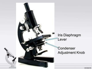 Iris Diaphragm
Lever
Condenser
Adjustment Knob
 
