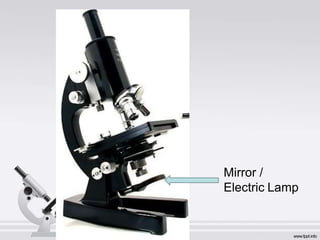 Mirror /
Electric Lamp
 