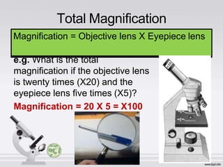 Total Magnification
Magnification = Objective lens X Eyepiece lensMagnification = Objective lens X Eyepiece lens
e.g. What is the total
magnification if the objective lens
is twenty times (X20) and the
eyepiece lens five times (X5)?
Magnification = 20 X 5 = X100
 
