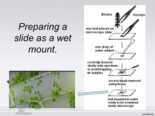 Preparing a
slide as a wet
mount.
 