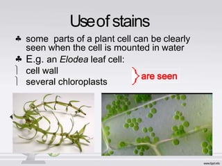 Useofstains
 some parts of a plant cell can be clearly
seen when the cell is mounted in water
 E.g. an Elodea leaf cell:
 cell wall
 several chloroplasts
 