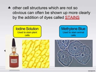  other cell structures which are not so
obvious can often be shown up more clearly
by the addition of dyes called STAINS
Iodine Solution
Used to stain plant
cells
Methylene Blue
Used to stain animal
cells
 