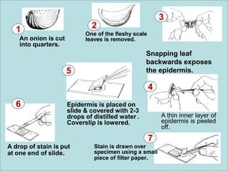 A thin inner layer of
epidermis is peeled
off.
Snapping leaf
backwards exposes
the epidermis.
Epidermis is placed on
slide & covered with 2-3
drops of distilled water .
Coverslip is lowered.
A drop of stain is put
at one end of slide.
1
An onion is cut
into quarters.
2
One of the fleshy scale
leaves is removed.
3
5
4
6
7
Stain is drawn over
specimen using a small
piece of filter paper.
 