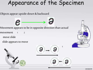 Appearance of the Specimen
Objects appear upside-down&backward
Movementappears tobein oppositedirectionthan actual
movement 1 2
moveslide
slideappearstomove
2 1
 