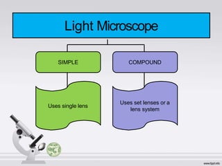 Light Microscope
Uses single lens
Uses set lenses or a
lens system
SIMPLE COMPOUND
 