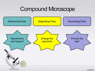 Compound Microscope
Mechanical Parts Magnifying Parts Illuminating Parts
Adjustments
and Support
Enlarge the
specimen
Provide the
light
 