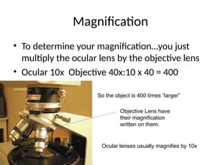 Multiplying Lens The Microscope ,using of it and the types | PPT