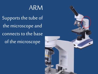 Arm Micrograph The microscope and its historical development | PPTX