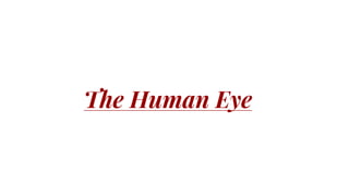 The Human Eye
 
