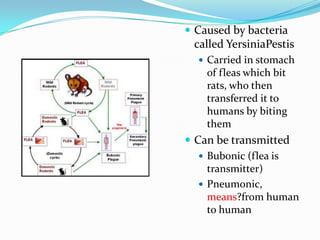 Caused by bacteria called YersiniaPestisCarried in stomach of fleas which bit rats, who then transferred it to humans by biting themCan be transmittedBubonic (flea is transmitter)Pneumonic, means?from human to human