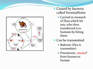 Caused by bacteria called YersiniaPestisCarried in stomach of fleas which bit rats, who then transferred it to humans by biting themCan be transmittedBubonic (flea is transmitter)Pneumonic, means?from human to human