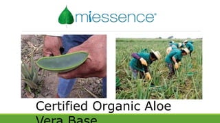 Certified Organic Aloe
 