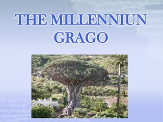 THE MILLENNIUN
    GRAGO
 