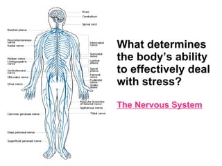 What determines the body’s ability to effectively deal with stress? The Nervous System 