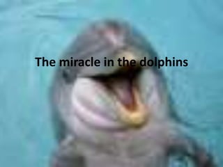 The miracle in the dolphins 