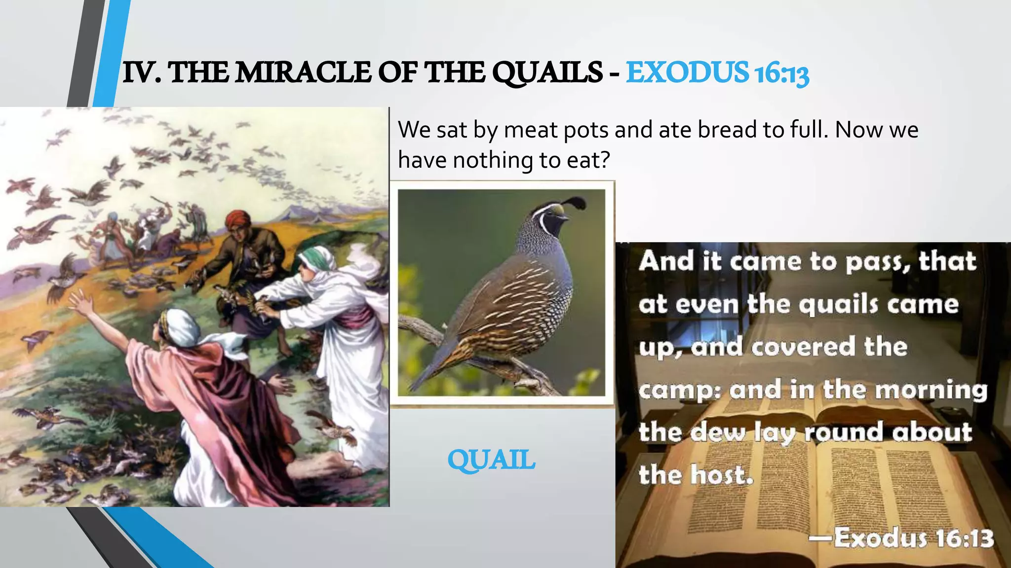 IV.THEMIRACLEOFTHEQUAILS-EXODUS16:13
QUAIL
We sat by meat pots and ate bread to full. Now we
have nothing to eat?
 