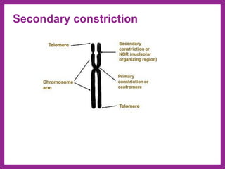 Secondary constriction
 