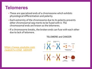• These are specialized ends of a chromosome which exhibits
physiological differentiation and polarity.
• Each extremity of the chromosome due to its polarity prevents
other chromosomal seg-ments to be fused with it.The
chromosomal ends are known as the telomeres.
• If a chromosome breaks, the broken ends can fuse with each other
due to lack of telomere.
Telomeres
https://www.youtube.com
/watch?v=CfsE_klDhhM
 