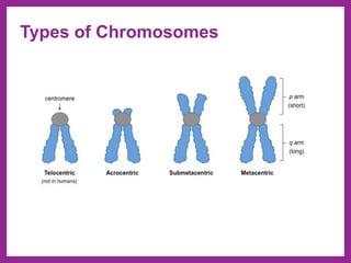 Types of Chromosomes
 