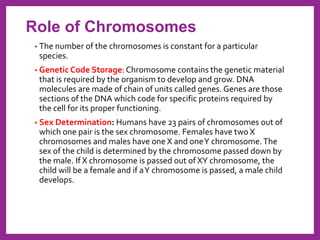 • The number of the chromosomes is constant for a particular
species.
• Genetic Code Storage: Chromosome contains the genetic material
that is required by the organism to develop and grow. DNA
molecules are made of chain of units called genes. Genes are those
sections of the DNA which code for specific proteins required by
the cell for its proper functioning.
• Sex Determination: Humans have 23 pairs of chromosomes out of
which one pair is the sex chromosome. Females have two X
chromosomes and males have one X and oneY chromosome.The
sex of the child is determined by the chromosome passed down by
the male. If X chromosome is passed out of XY chromosome, the
child will be a female and if aY chromosome is passed, a male child
develops.
Role of Chromosomes
 