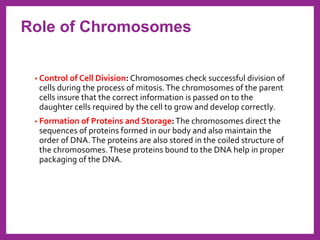 • Control of Cell Division: Chromosomes check successful division of
cells during the process of mitosis.The chromosomes of the parent
cells insure that the correct information is passed on to the
daughter cells required by the cell to grow and develop correctly.
• Formation of Proteins and Storage:The chromosomes direct the
sequences of proteins formed in our body and also maintain the
order of DNA.The proteins are also stored in the coiled structure of
the chromosomes.These proteins bound to the DNA help in proper
packaging of the DNA.
Role of Chromosomes
 
