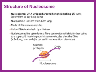• Nucleosome: DNA wrapped around histones making 1⅔ turns
(equivalent to 147 base pairs)
• Nucleosome is 11nm wide, 6nm long;
• Made of 8 histone molecules
• Linker DNA is also held by a histone
• Nucleosomes line up to form a fibre 10nm wide which is further coiled
to a supercoil, involving non-histone molecules thus the DNA
(1.8mlong, 2nm wide) is packed in nucleus (6um diameter)
Structure of Nucleosome
 