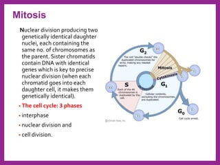 Nuclear division producing two
genetically identical daughter
nuclei, each containing the
same no. of chromosomes as
the parent. Sister chromatids
contain DNA with identical
genes which is key to precise
nuclear division (when each
chromatid goes into each
daughter cell, it makes them
genetically identical).
• The cell cycle: 3 phases
• interphase
• nuclear division and
• cell division.
Mitosis
 