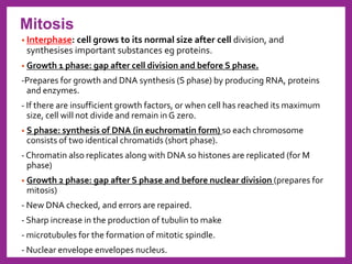 • Interphase: cell grows to its normal size after cell division, and
synthesises important substances eg proteins.
• Growth 1 phase: gap after cell division and before S phase.
-Prepares for growth and DNA synthesis (S phase) by producing RNA, proteins
and enzymes.
- If there are insufficient growth factors, or when cell has reached its maximum
size, cell will not divide and remain in G zero.
• S phase: synthesis of DNA (in euchromatin form) so each chromosome
consists of two identical chromatids (short phase).
- Chromatin also replicates along with DNA so histones are replicated (for M
phase)
• Growth 2 phase: gap after S phase and before nuclear division (prepares for
mitosis)
- New DNA checked, and errors are repaired.
- Sharp increase in the production of tubulin to make
- microtubules for the formation of mitotic spindle.
- Nuclear envelope envelopes nucleus.
Mitosis
 