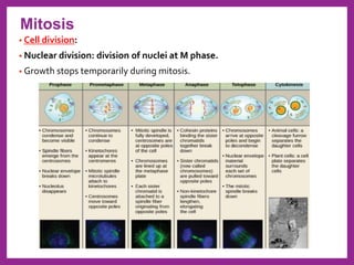 • Cell division:
• Nuclear division: division of nuclei at M phase.
• Growth stops temporarily during mitosis.
Mitosis
 
