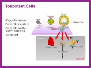 • Zygote for example
• Some cells specialized
• Some cells lost the
ability– becoming
pluripotent
Totipotent Cells
 