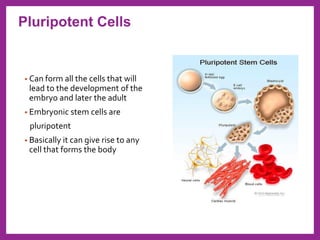 • Can form all the cells that will
lead to the development of the
embryo and later the adult
• Embryonic stem cells are
pluripotent
• Basically it can give rise to any
cell that forms the body
Pluripotent Cells
 