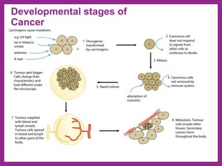 Developmental stages of
Cancer
 