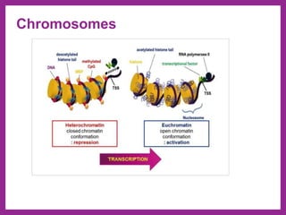 Chromosomes
 
