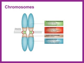 Chromosomes
 
