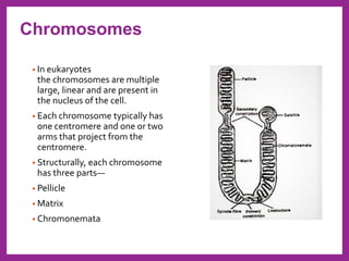 • In eukaryotes
the chromosomes are multiple
large, linear and are present in
the nucleus of the cell.
• Each chromosome typically has
one centromere and one or two
arms that project from the
centromere.
• Structurally, each chromosome
has three parts—
• Pellicle
• Matrix
• Chromonemata
Chromosomes
 