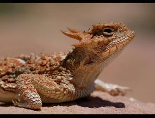 Hypothesis vs. Agenda