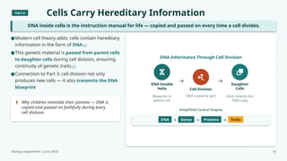 Part 4
Cells Carry Hereditary Information
DNA inside cells is the instruction manual for life — copied and passed on every time a cell divides.
Why children resemble their parents — DNA is
copied and passed on faithfully during every
cell division.
DNA Inheritance Through Cell Division
DNA Double
Helix
Blueprint in
parent cell
Cell Division
DNA copied & split
Daughter
Cells
Each inherits full
DNA copy
Simplified Central Dogma
DNA Genes Proteins Traits
Biology Department | June 2026 10
●Modern cell theory adds: cells contain hereditary
information in the form of DNA [1]
●This genetic material is passed from parent cells
to daughter cells during cell division, ensuring
continuity of genetic traits [1]
●Connection to Part 3: cell division not only
produces new cells — it also transmits the DNA
blueprint
 