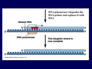 DNA polymerase I degrades the
RNA primer and replaces it with
DNA
 