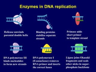 Enzymes in DNA replication
Helicase unwinds
parental double helix
Binding proteins
stabilize separate
strands
DNA polymerase III
binds nucleotides
to form new strands
Ligase joins Okazaki
fragments and seals
other nicks in sugar-
phosphate backbone
Primase adds
short primer
to template strand
DNA polymerase I
(Exonuclease) removes
RNA primer and inserts
the correct bases
 