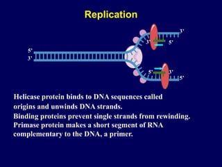 Binding proteins prevent single strands from rewinding.
Helicase protein binds to DNA sequences called
origins and unwinds DNA strands.
5’
3’
5’
3’
Primase protein makes a short segment of RNA
complementary to the DNA, a primer.
3’
5’
5’
3’
Replication
 