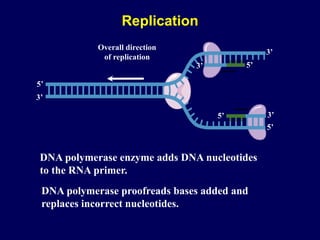 DNA polymerase enzyme adds DNA nucleotides
to the RNA primer.
5’
5’
Overall direction
of replication
5’
3’
5’
3’
3’
3’
DNA polymerase proofreads bases added and
replaces incorrect nucleotides.
Replication
 